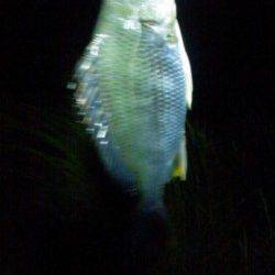 淀川河口でのチニング 約１時間半でキビレ3枚♪