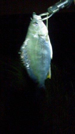 淀川河口でのチニング 約１時間半でキビレ3枚♪