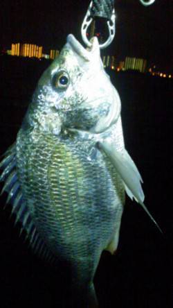 淀川河口でのチニング 約１時間半でキビレ3…