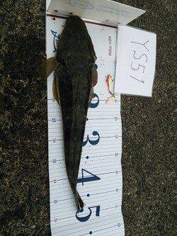 白灯台周辺でシーバスエラ荒いでフックアウト〜釣果はマゴチ・セイゴ