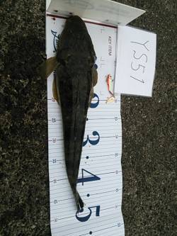 白灯台周辺でシーバスエラ荒いでフックアウト…