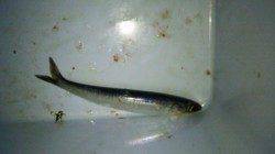 大阪南港周辺でアジング〜まさかの1投目からメバルのヒット