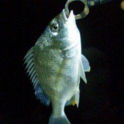 淀川河口　チニングでキビレ狙いもサイズに納得できず‥