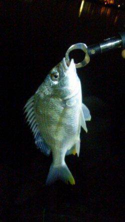 淀川河口　チニングでキビレ狙いもサイズに納得できず‥