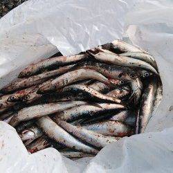 武庫川一文字のカタクチイワシ 早朝のうち入れ食い状態