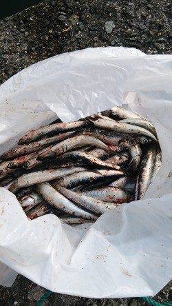 武庫川一文字のカタクチイワシ 早朝のうち入れ食い状態