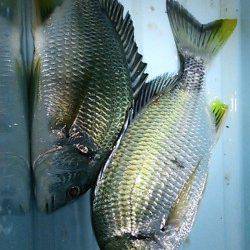 淀川河口　チニングでキビレ狙いもサイズに納得できず‥