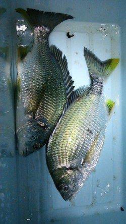 淀川河口　チニングでキビレ狙いもサイズに納得できず‥