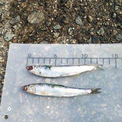 武庫川一文字のカタクチイワシ 早朝のうち入れ食い状態