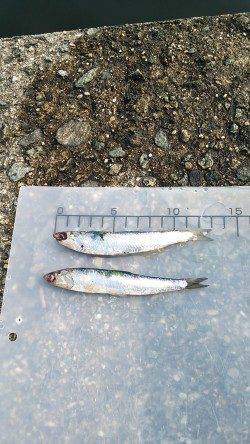 武庫川一文字のカタクチイワシ 早朝のうち入れ食い状態