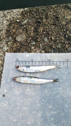 武庫川一文字のカタクチイワシ 早朝のうち入…