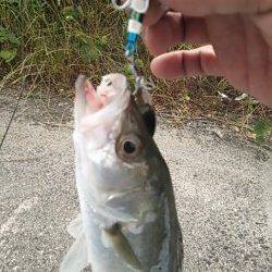 白灯台周辺でシーバスエラ荒いでフックアウト〜釣果はマゴチ・セイゴ