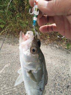 白灯台周辺でシーバスエラ荒いでフックアウト〜釣果はマゴチ・セイゴ