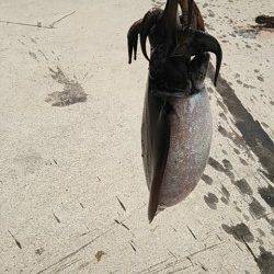 夕日港エギング 着底直後に反応が…キロUPのコウイカでした