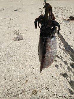 夕日港エギング 着底直後に反応が…キロUPのコウイカでした