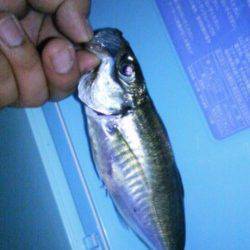 アジの調査に天保山へ…アジの喰いは渋く次週の大潮に期待