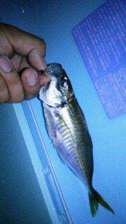 アジの調査に天保山へ…アジの喰いは渋く次週の大潮に期待