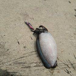 夕日港エギング 着底直後に反応が…キロUPのコウイカでした