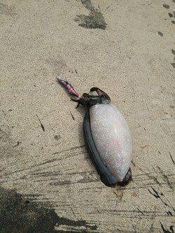 夕日港エギング 着底直後に反応が…キロUPのコウイカでした