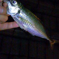 アジの調査に天保山へ…アジの喰いは渋く次週の大潮に期待