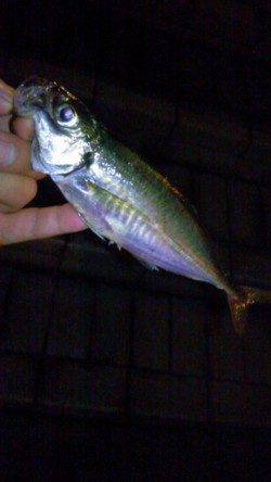 アジの調査に天保山へ…アジの喰いは渋く次週の大潮に期待