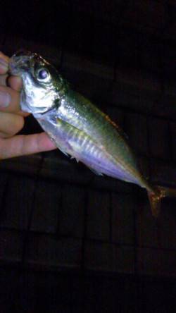 アジの調査に天保山へ…アジの喰いは渋く次週…