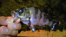 大阪南港周辺でアジング〜まさかの1投目から…