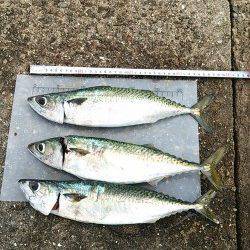 武庫川一文字にて大サバ狙い〜40cm級のサバをゲット！