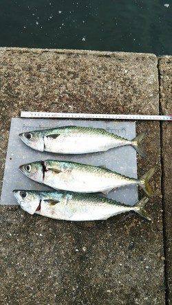 武庫川一文字にて大サバ狙い〜40cm級のサバをゲット！