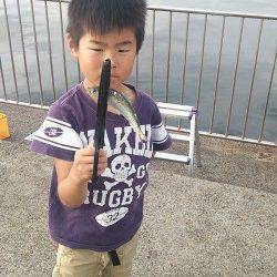 南芦屋浜ベランダでサビキ釣り〜小サバ・さっぱの釣果