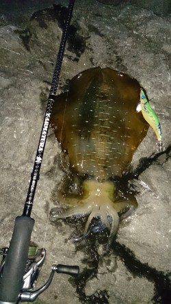 中紀エリアでエギング〜イカとやり取り楽しめました♪