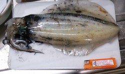 中紀エリアでエギング〜イカとやり取り楽しめました♪