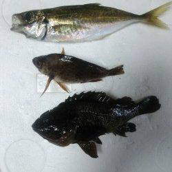 小島にてアジング〜アジ・メバル・ガシラなど