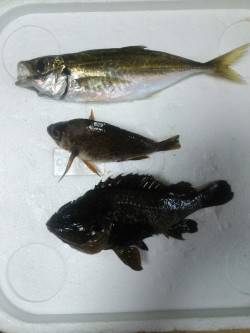 小島にてアジング〜アジ・メバル・ガシラなど…