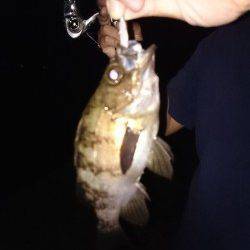 本荘人工島でのメバリング〜小さいのは数釣れて楽しめました♪