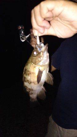 本荘人工島でのメバリング〜小さいのは数釣れて楽しめました♪