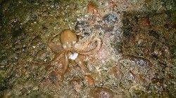 千里浜周辺でエギング〜新子サイズのアオリとタコ2ハイで終了