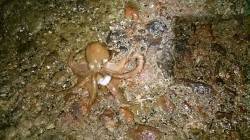 千里浜周辺でエギング〜新子サイズのアオリと…