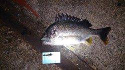 須磨ボトムワインドでガシラ狙い〜高反応でポコポコ釣れました♪