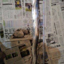 芳養漁港 ルアーゲームの思わぬ外道はタチウオ1mオーバー