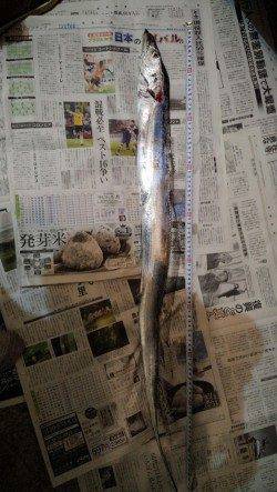 芳養漁港 ルアーゲームの思わぬ外道はタチウオ1mオーバー