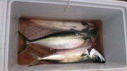 大サバが釣れている武庫川一文字へ　なかなかの引きで楽しめました