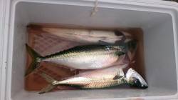 大サバが釣れている武庫川一文字へ　なかなか…