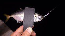 須磨でのアジング調査