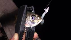 須磨でのアジング調査