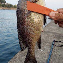 一本松漁港に初釣行〜アジングならぬゴモキング？でコロダイなど