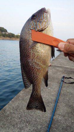 一本松漁港に初釣行〜アジングならぬゴモキング？でコロダイなど