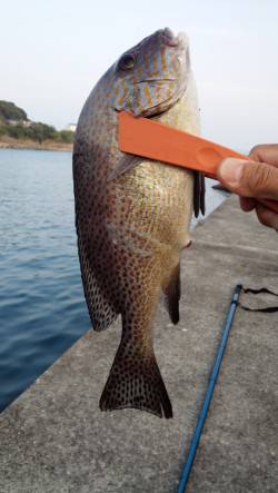一本松漁港に初釣行〜アジングならぬゴモキン…