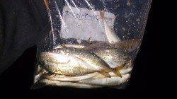 須磨アジング調査〜ポコポコ釣れ続けてくれました♪