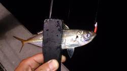 須磨アジング調査〜ポコポコ釣れ続けてくれま…